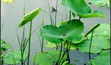 夏日荷塘看图写话100字