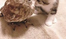 母爱给小猫的力量