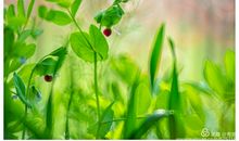 努力如春花，成功饰春华