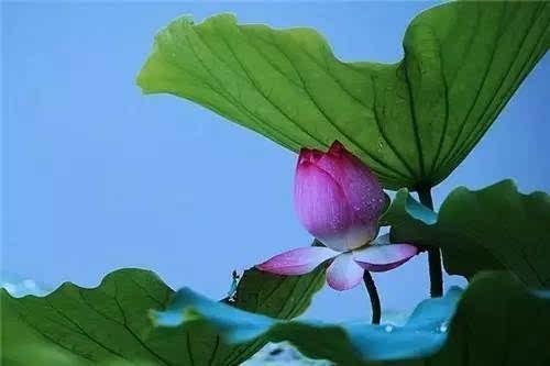 妈妈就像荷叶