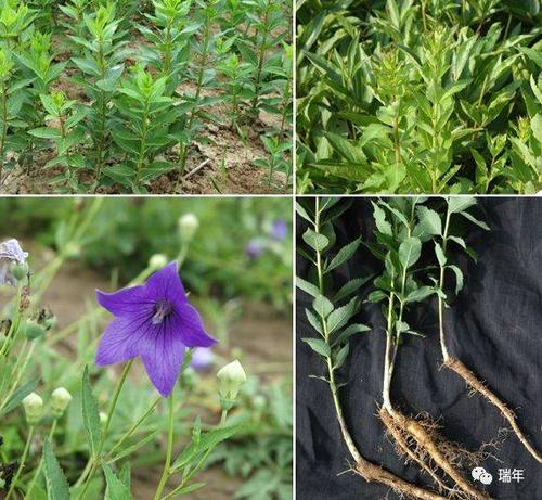 都是野菜造成的