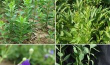 都是野菜惹的祸