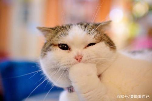 贪婪的小猫