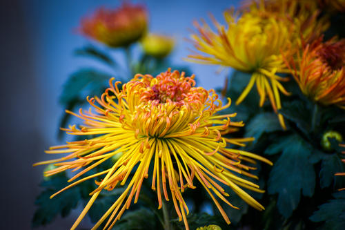 菊花
