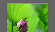 凋零绽放初夏浅唱