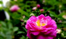 又是蔷薇花开时