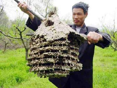 刺中大黄蜂的巢
