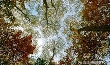 初识我的梧桐树