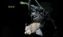 唱给生命的赞歌