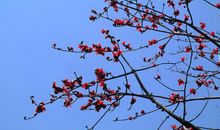 我眼中的木棉树