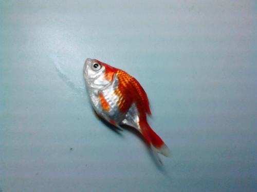 我发现了金鱼死亡的秘密