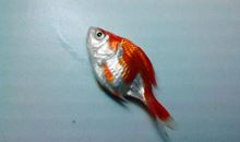 我发现金鱼死的秘密