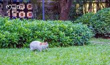 你是我心中最美的花园