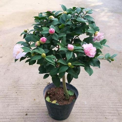 我的山茶花