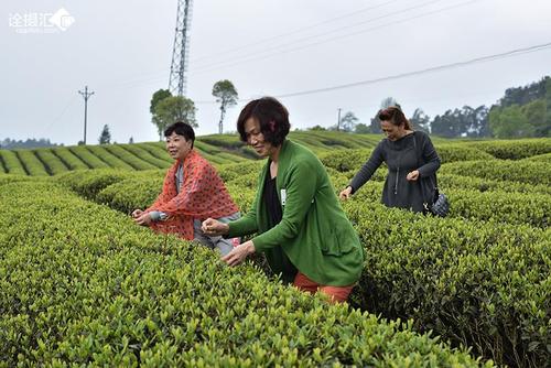 采茶