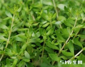 野草