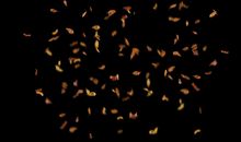 那夜，落叶纷飞