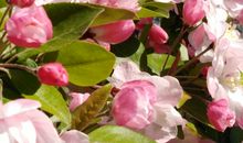 花香，真令我陶醉