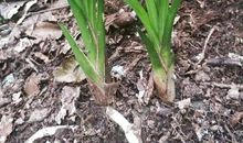 每一棵草都会开花