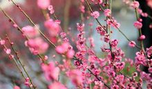 我发现了一株梅