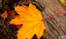 秋天的落叶作文四百字