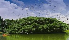 《鸟的天堂》导游词