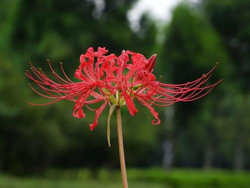 寒假陪伴着我的草木