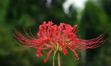 草木伴我过寒假