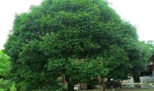 我曾经种过一棵桂花树