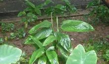 别让叶子裹住未来