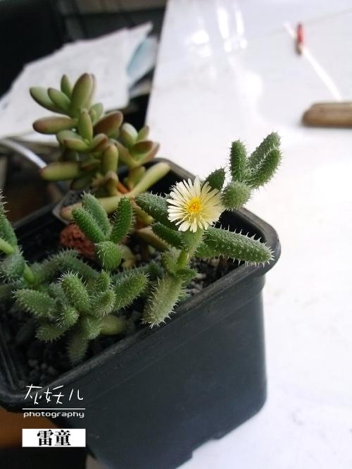 我家的多肉植物
