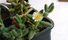 我家的多肉植物