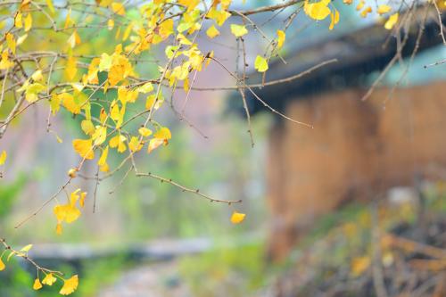 秋雨英勇