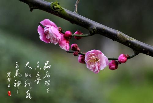 梅花