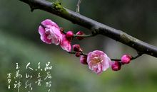 梅花香
