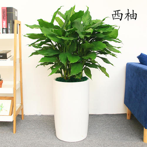 常绿