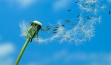 蒲公英与我相伴