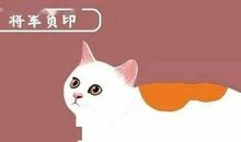 小狮子宗宗读后感