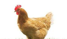 母鸡下蛋观察日记