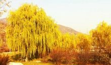 那片美丽的柳树林