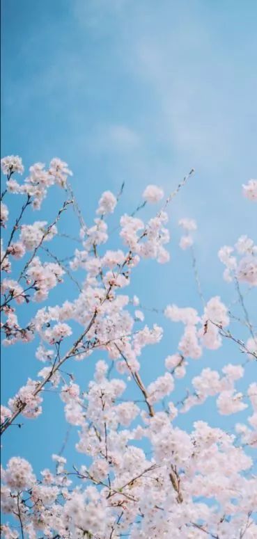 我发现了樱花的美丽