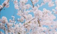 我发现了樱花的美