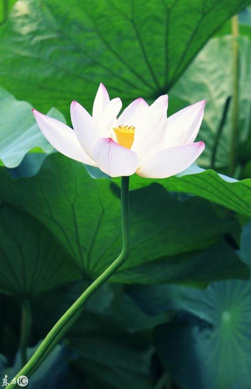 夏天美丽