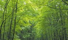 家乡的林荫小路