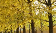 我爱校园的银杏树