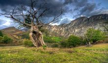 大树小草与石头