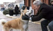 忠犬八公观后感