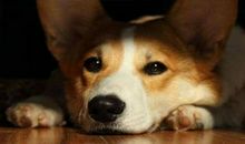 经典濩落，怎能止泪