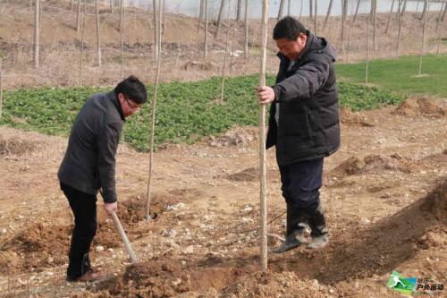 在农村植树