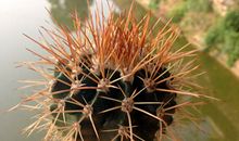 最心爱的仙人球